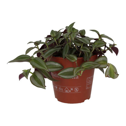 Spiderwort (Tradiscantia sp.)