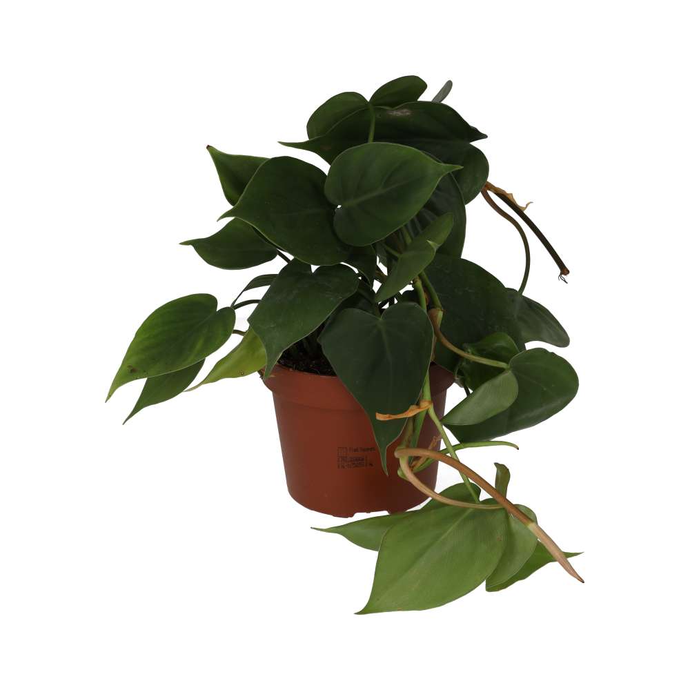 Heartleaf Philodendron (Philodendron scandens)