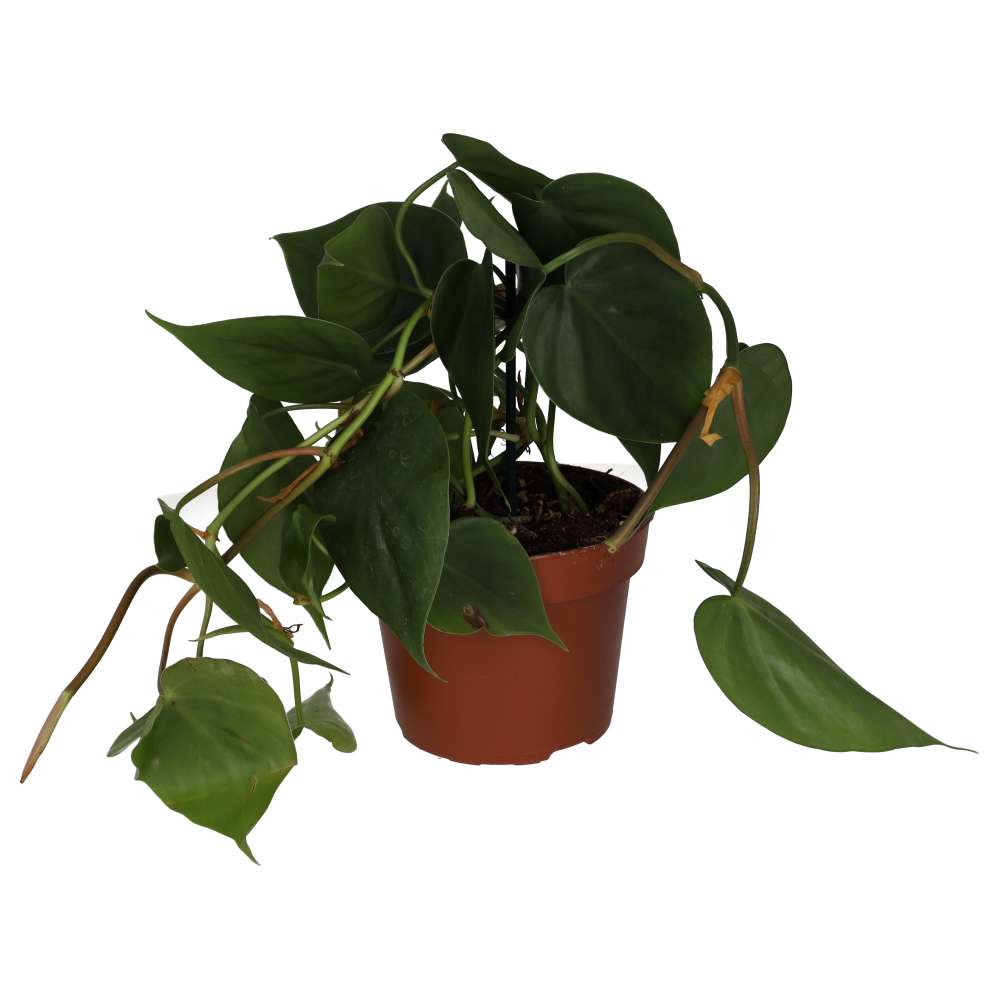 Heartleaf Philodendron (Philodendron scandens)