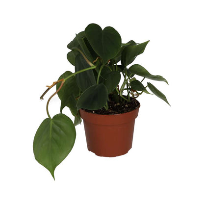 Heartleaf Philodendron (Philodendron scandens)
