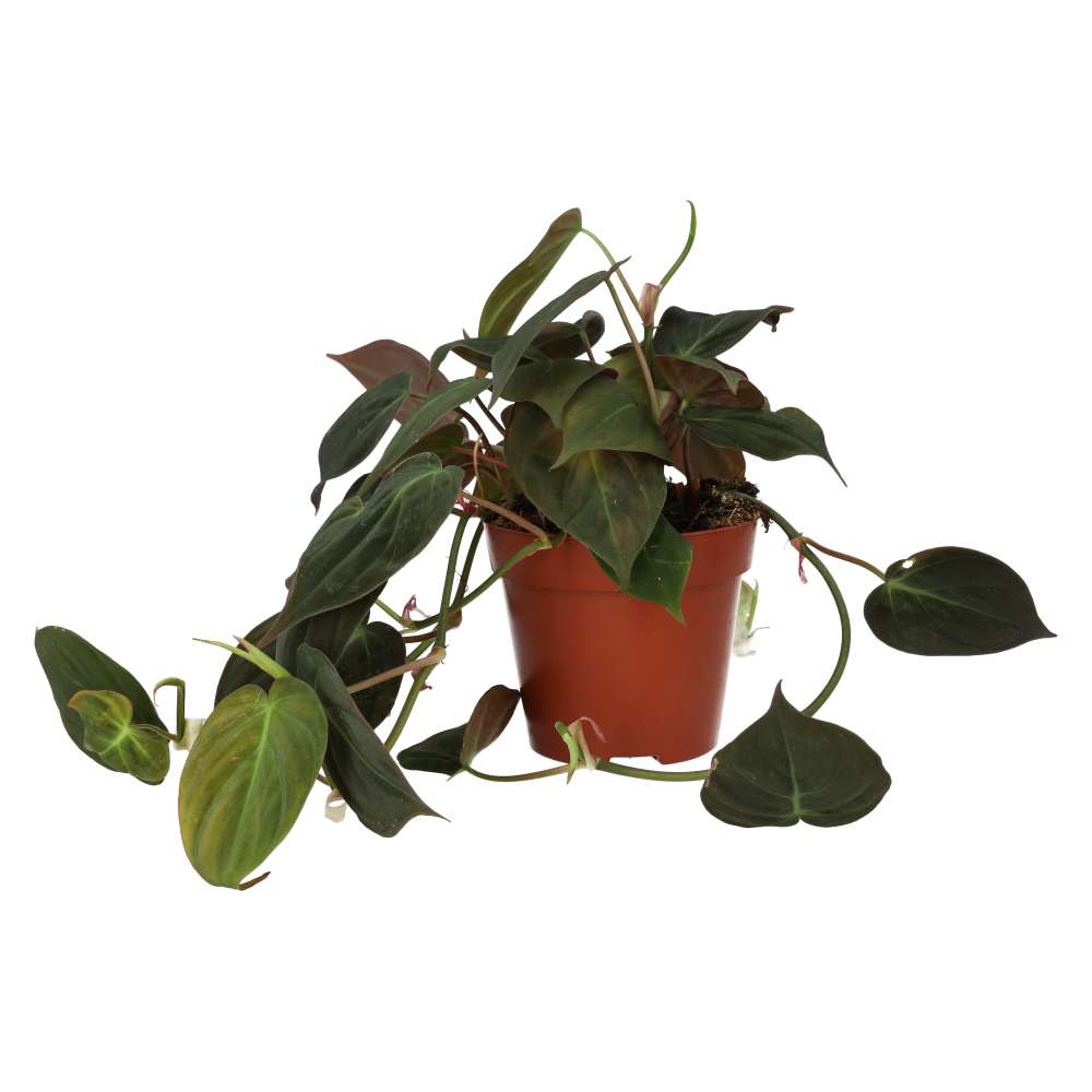 Philodendron Micans (Philodendron hederaceum)