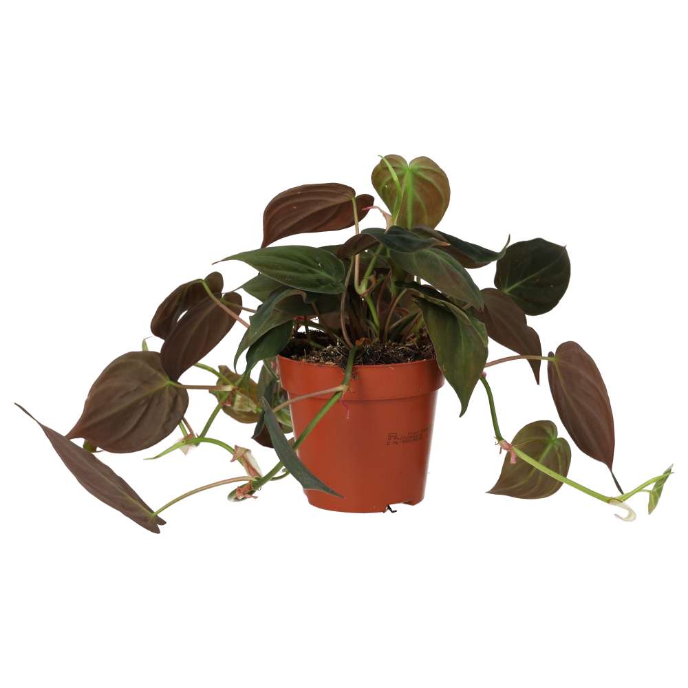 Philodendron Micans (Philodendron hederaceum)