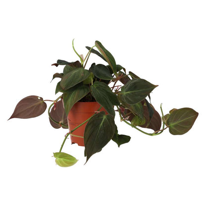 Philodendron Micans (Philodendron hederaceum)
