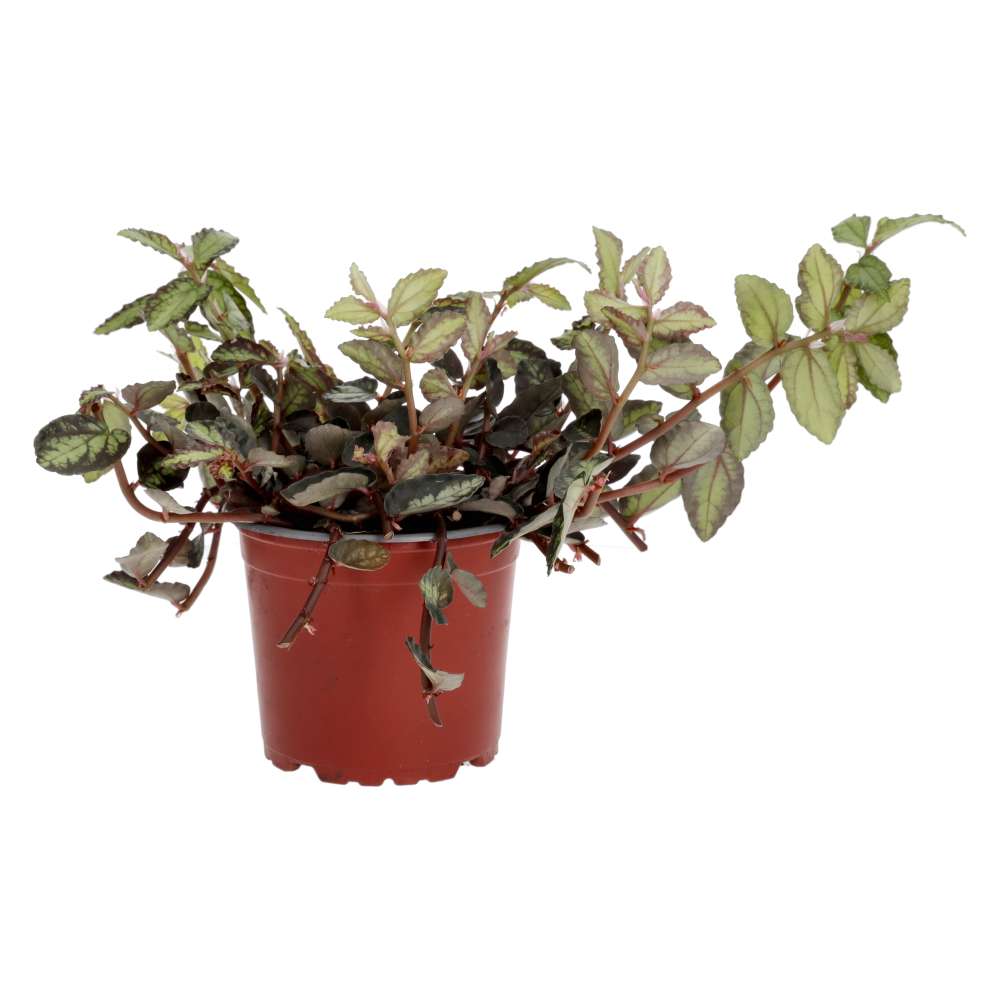 ProRep Live plant Watermelon Begonia