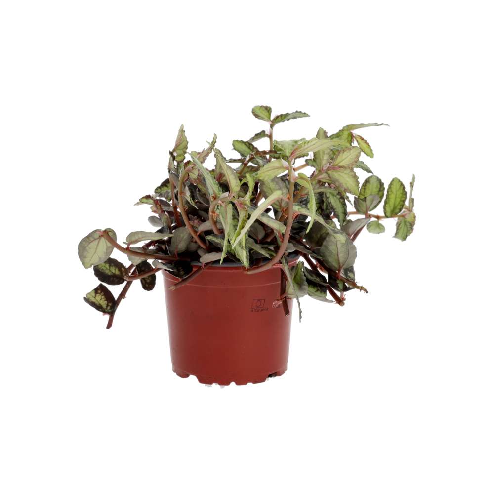 ProRep Live plant Watermelon Begonia