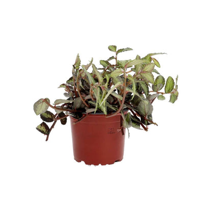 ProRep Live plant Watermelon Begonia
