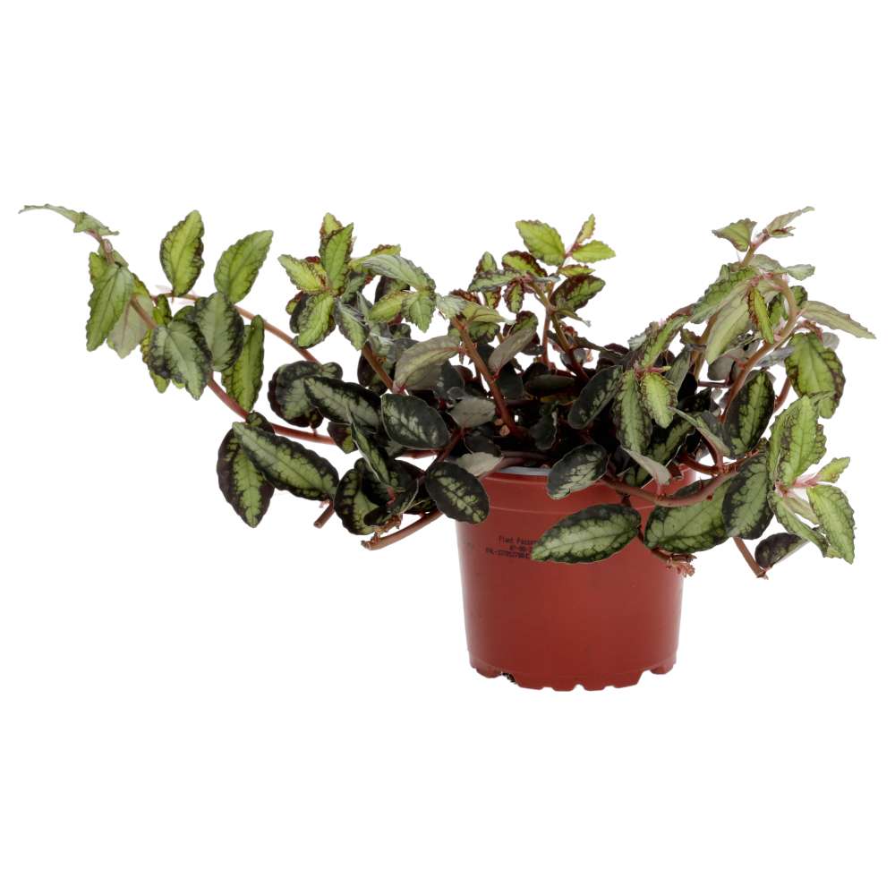 ProRep Live plant Watermelon Begonia