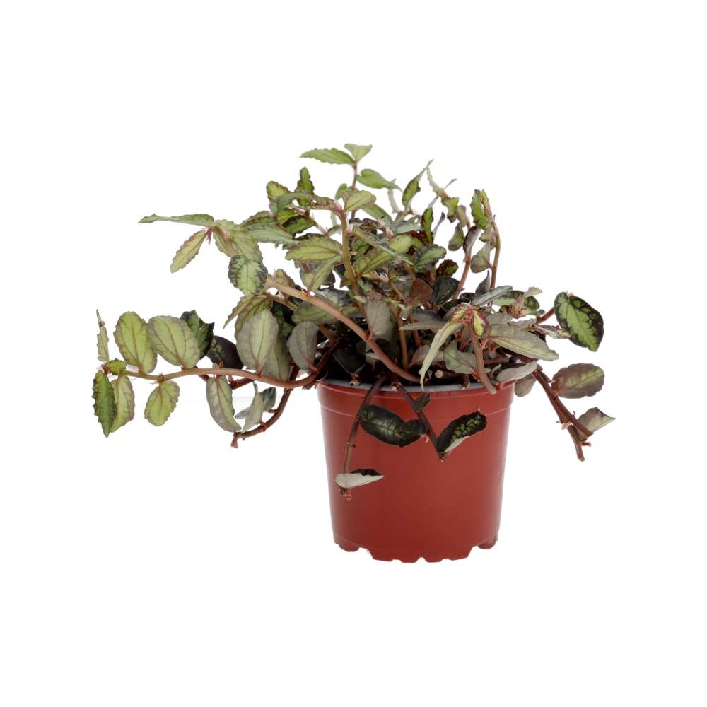 ProRep Live plant Watermelon Begonia