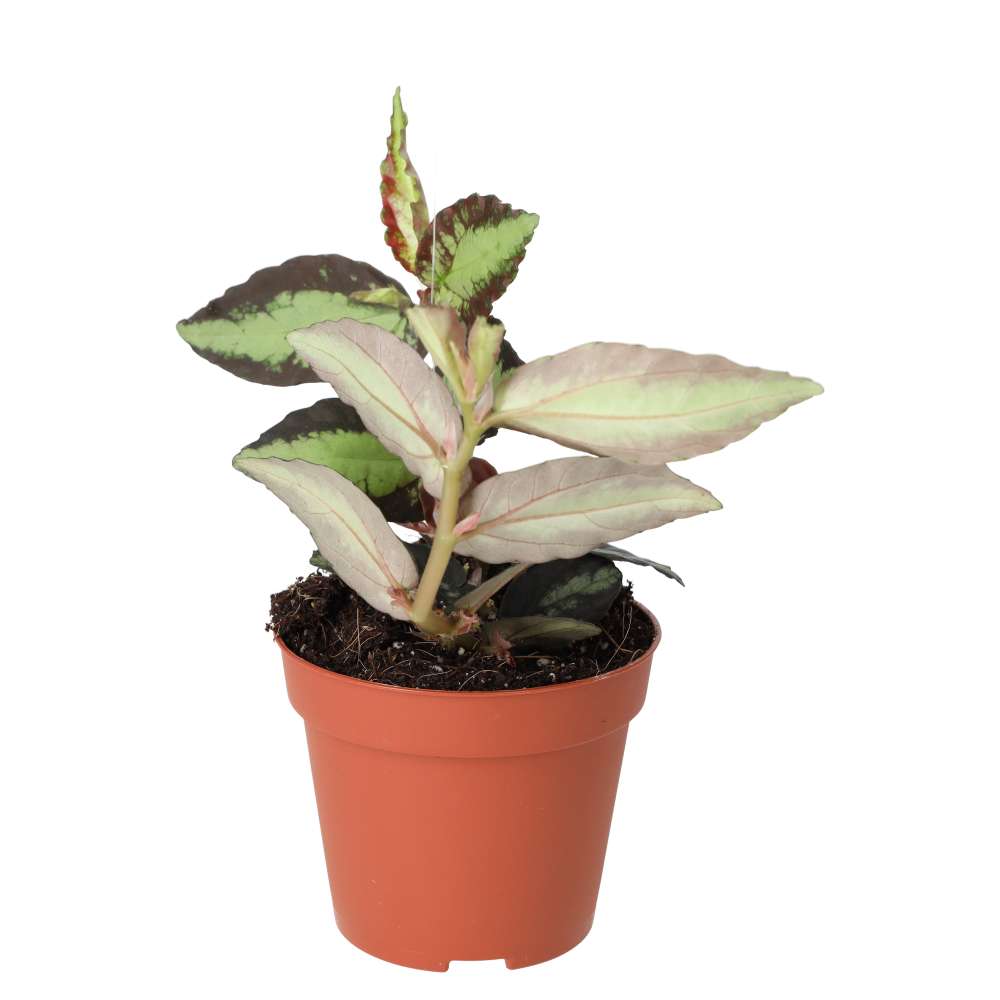 ProRep Live plant Watermelon Begonia
