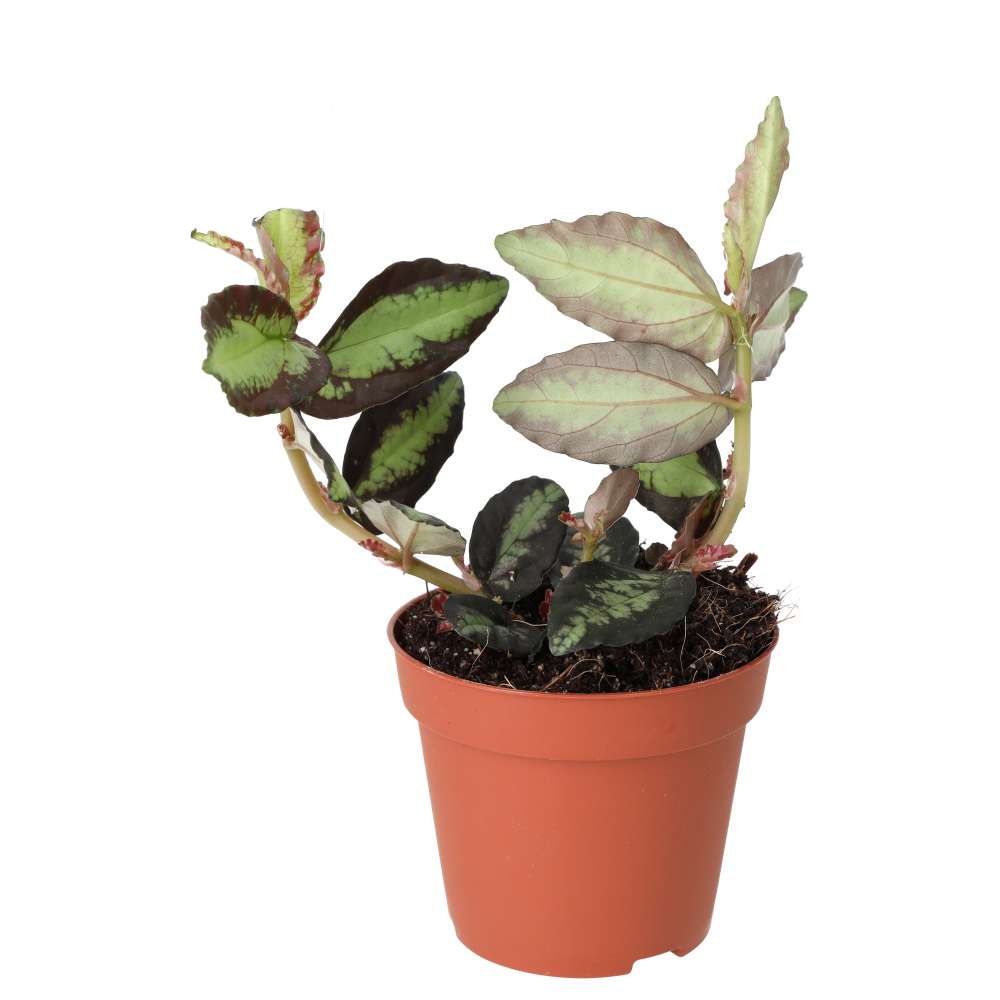 ProRep Live plant Watermelon Begonia