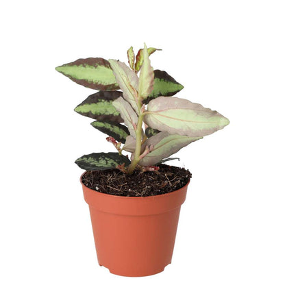 ProRep Live plant Watermelon Begonia