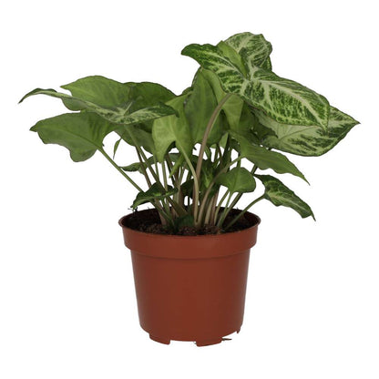 Arrowhead Vine 'Arrow' (Syngonium 'Arrow')