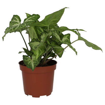 Arrowhead Vine 'Arrow' (Syngonium 'Arrow')