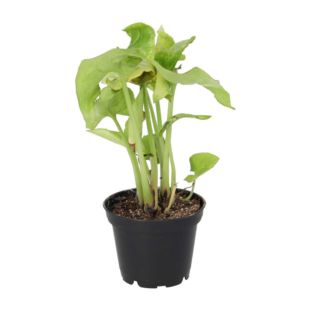 Arrowhead Vine 'Arrow' (Syngonium 'Arrow')