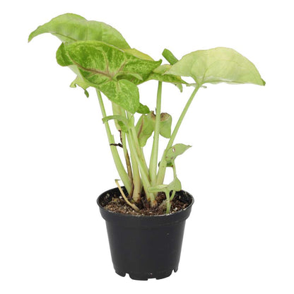 Arrowhead Vine 'Arrow' (Syngonium 'Arrow')