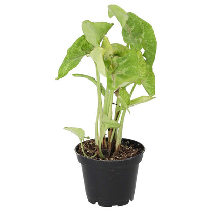 Arrowhead Vine 'Arrow' (Syngonium 'Arrow')