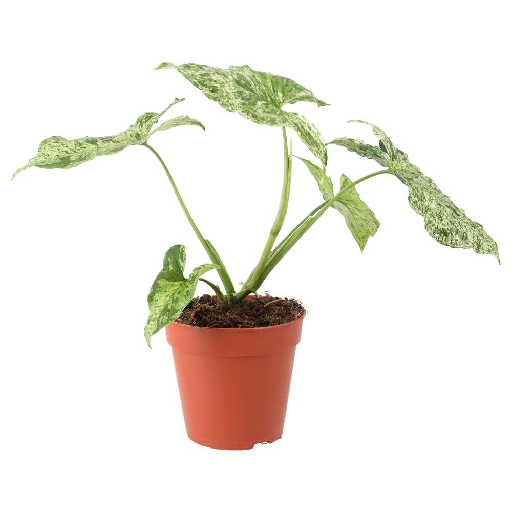 Arrowhead Vine 'Ice Frost' (Syngonium 'Ice Frost')