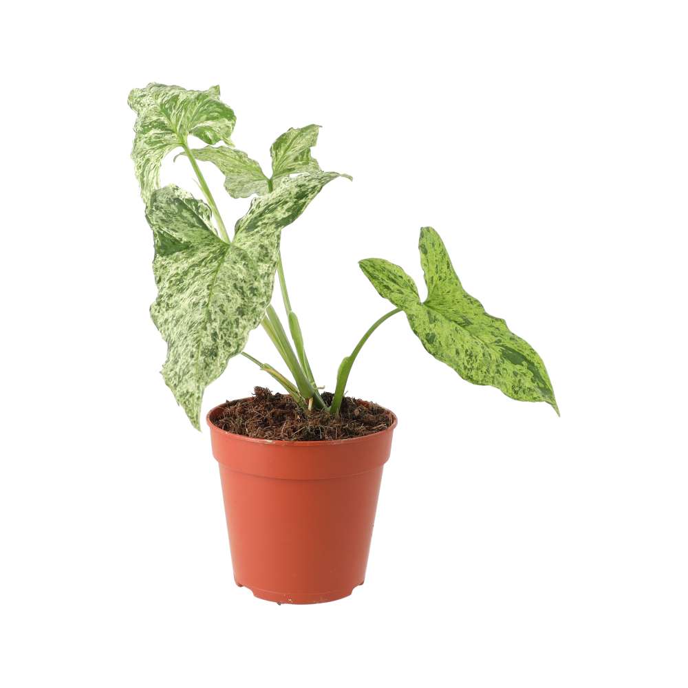 Arrowhead Vine 'Ice Frost' (Syngonium 'Ice Frost')