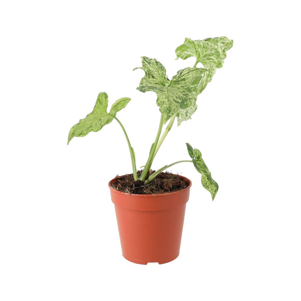 Arrowhead Vine 'Ice Frost' (Syngonium 'Ice Frost')
