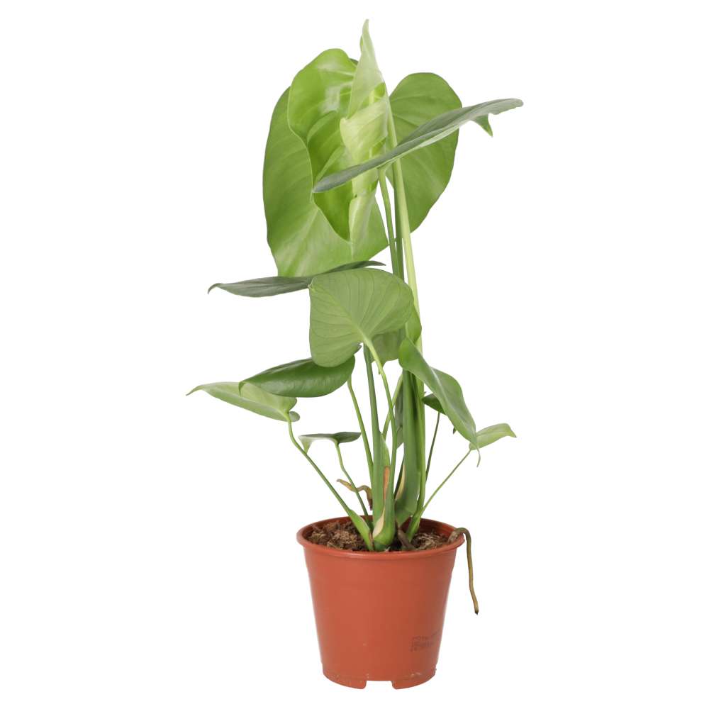 Swiss Cheese Plant (Monstera delicoisa)