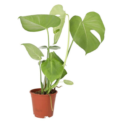Swiss Cheese Plant (Monstera delicoisa)