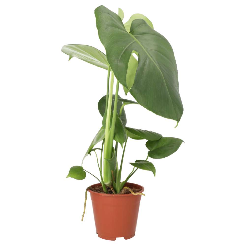 Swiss Cheese Plant (Monstera delicoisa)