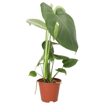 Swiss Cheese Plant (Monstera delicoisa)