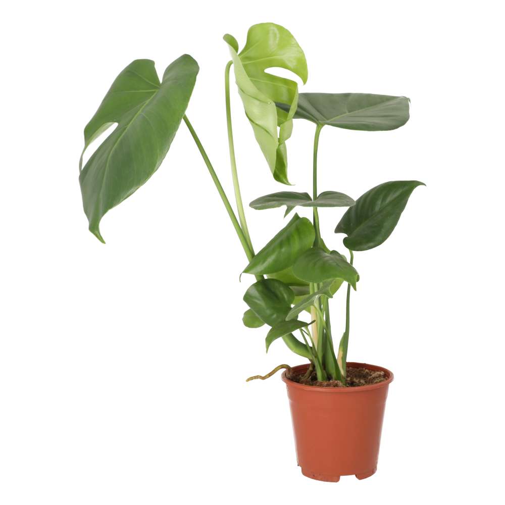 Swiss Cheese Plant (Monstera delicoisa)
