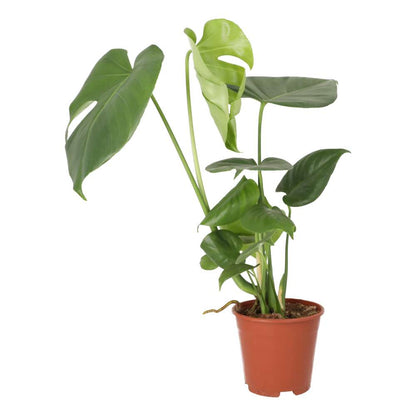 Swiss Cheese Plant (Monstera delicoisa)