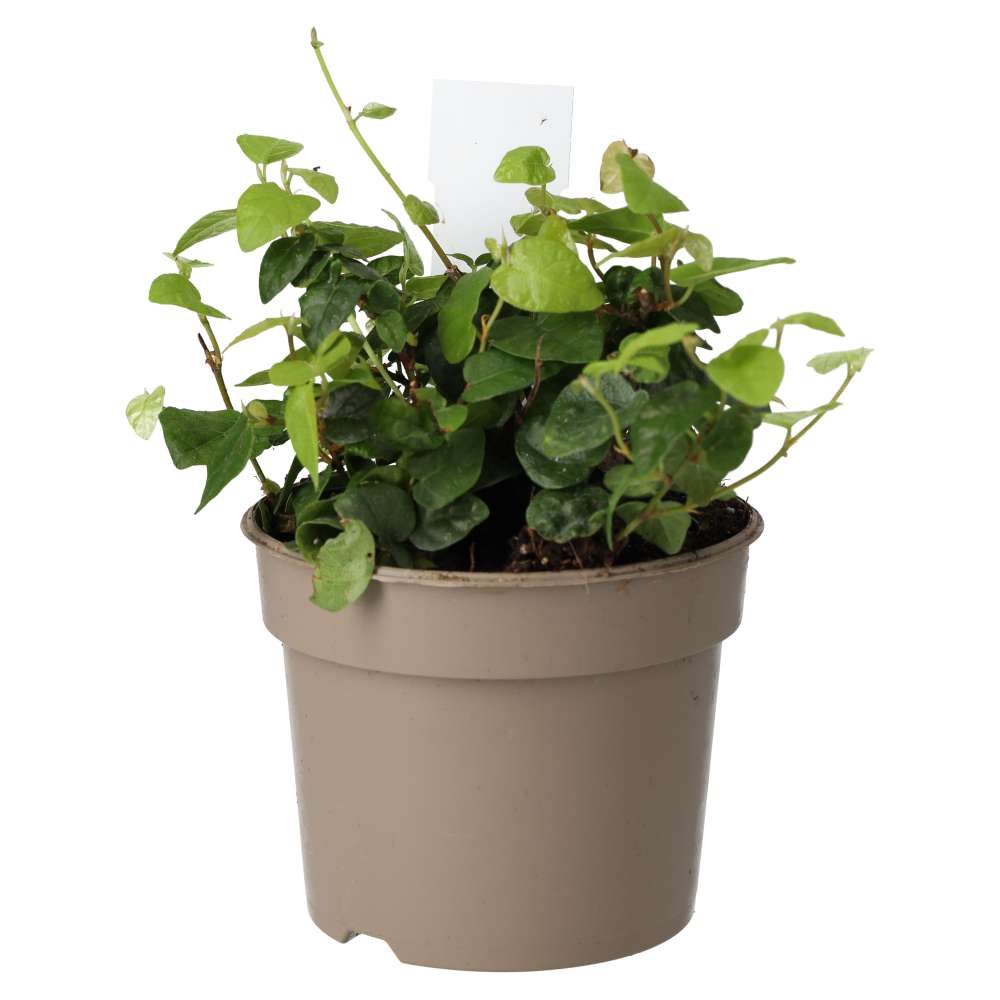 Creeping Fig (Ficus pumila)