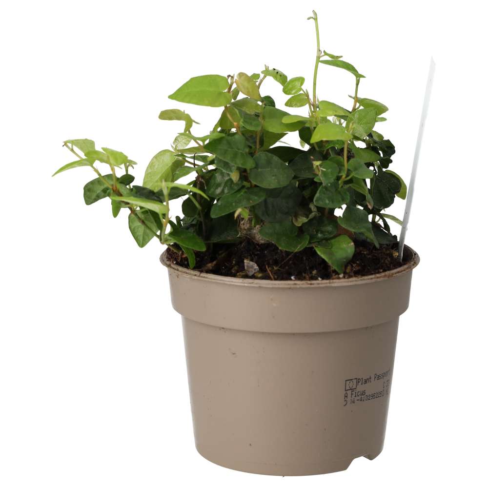 Creeping Fig (Ficus pumila)