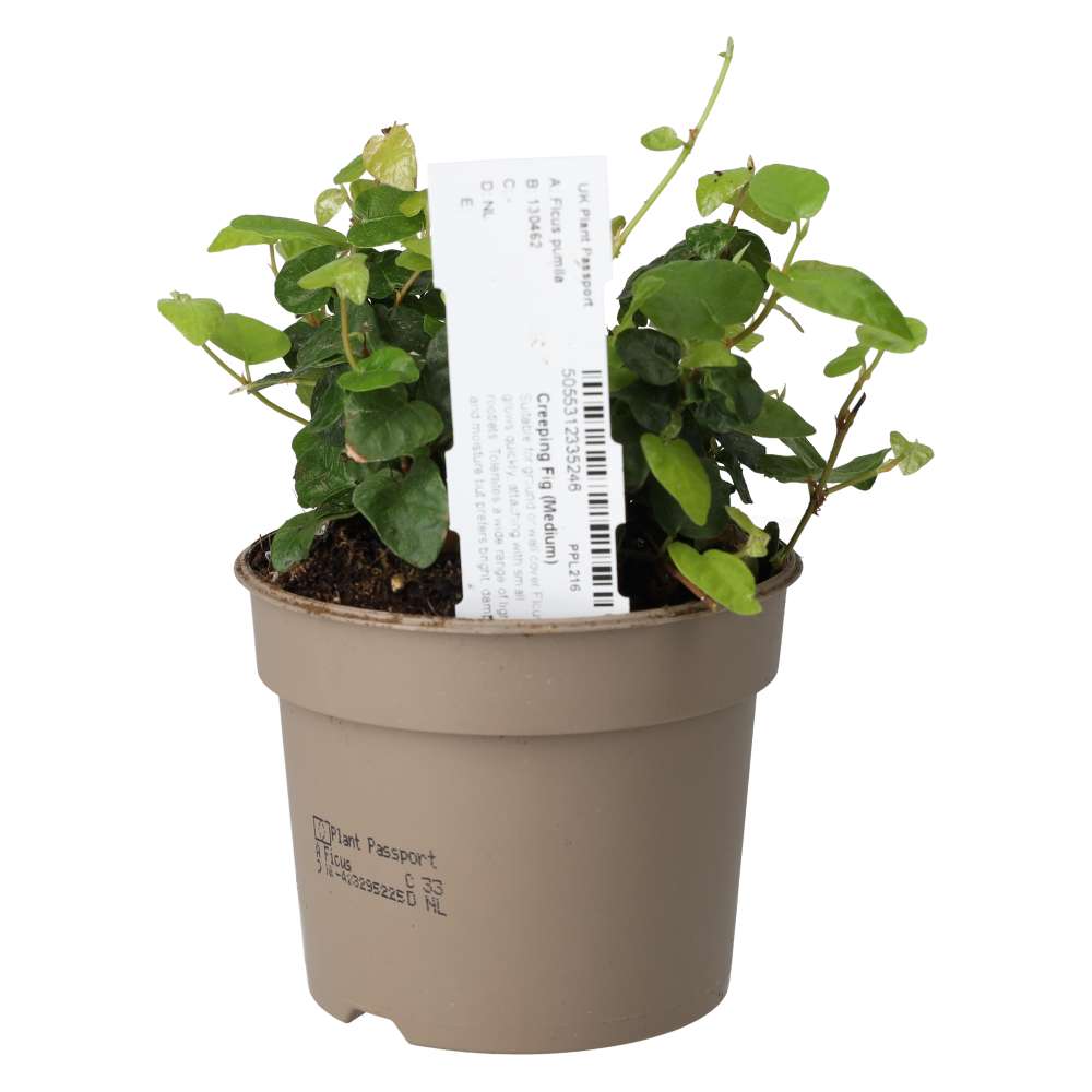 Creeping Fig (Ficus pumila)