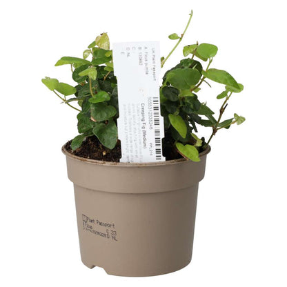 Creeping Fig (Ficus pumila)