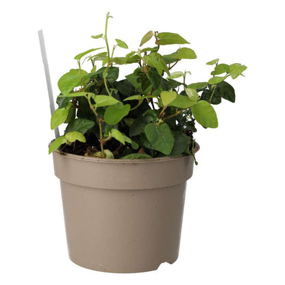 Creeping Fig (Ficus pumila)