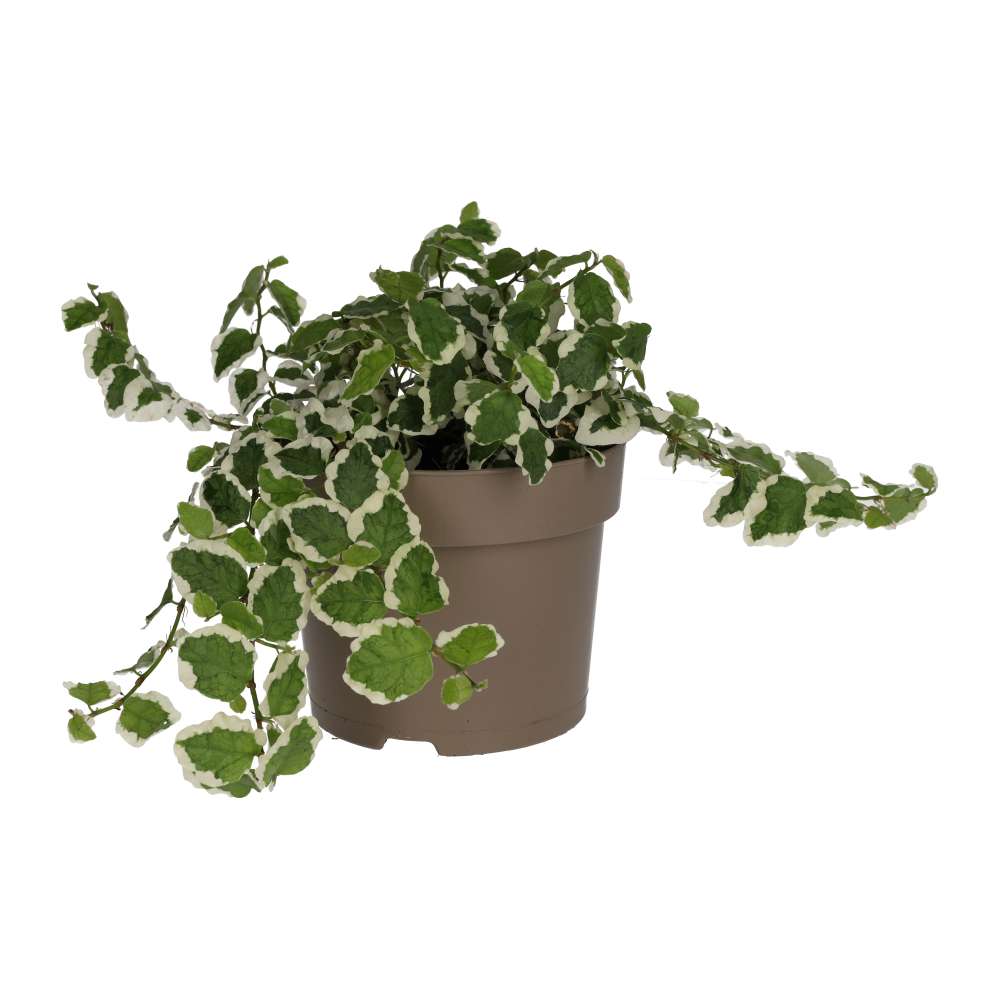 Creeping Fig 'Variegated' (Ficus pumila)