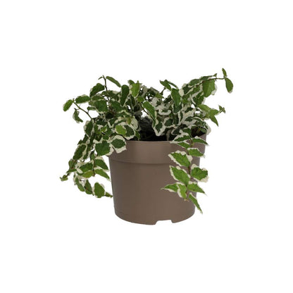 Creeping Fig 'Variegated' (Ficus pumila)