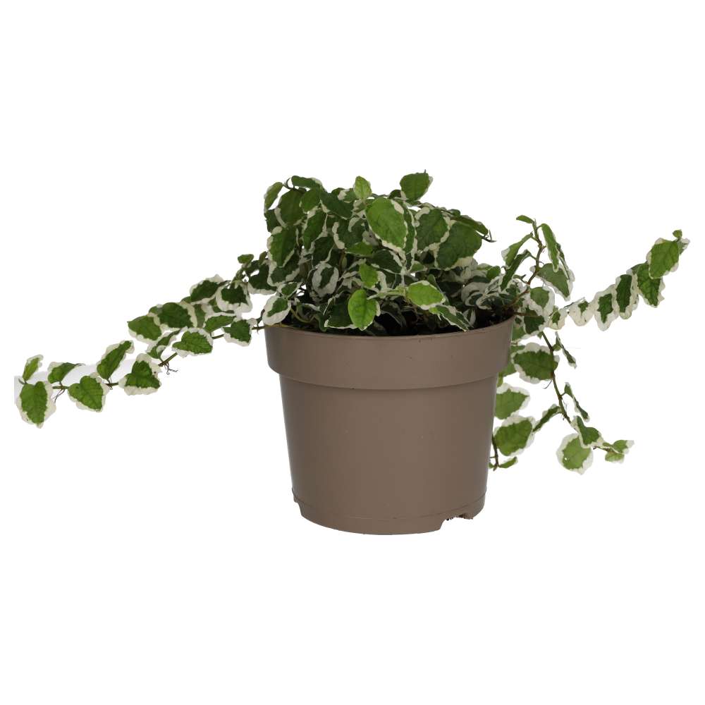 Creeping Fig 'Variegated' (Ficus pumila)