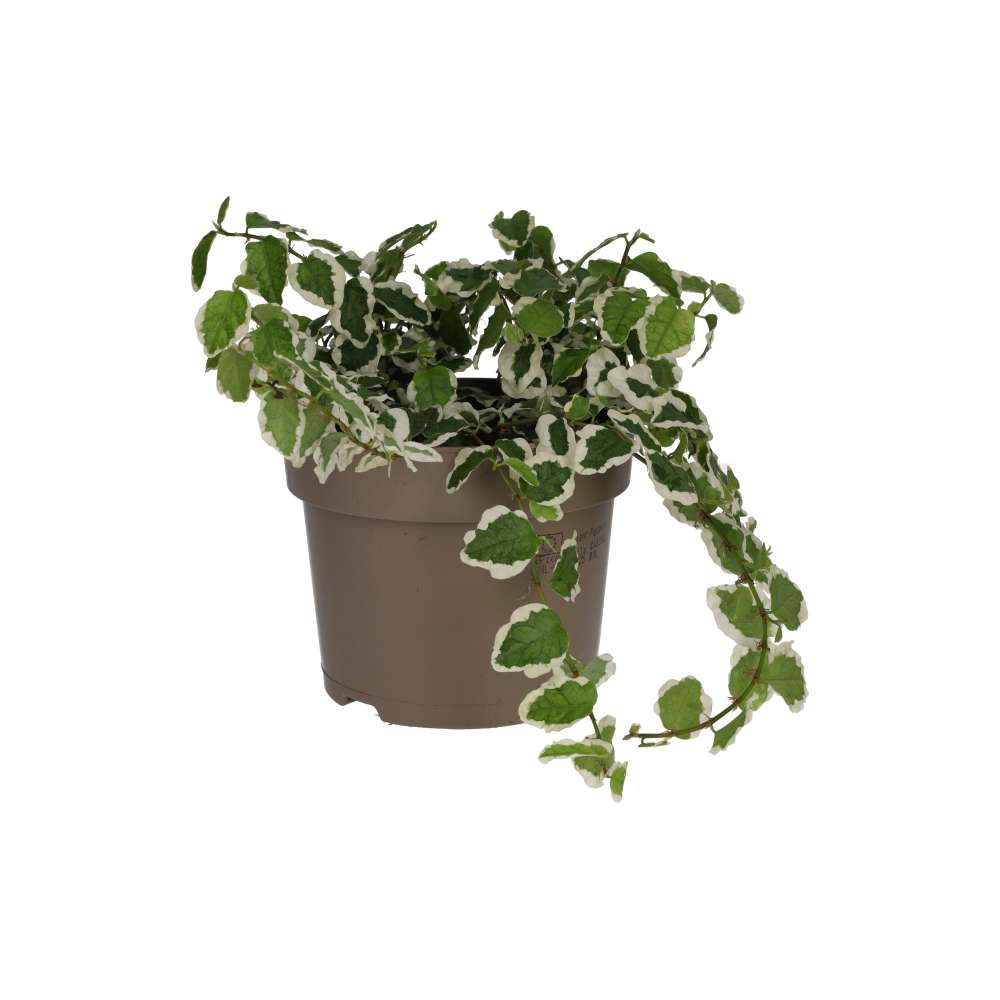 Creeping Fig 'Variegated' (Ficus pumila)