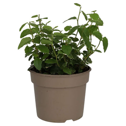 Creeping Fig 'Variegated' (Ficus pumila)