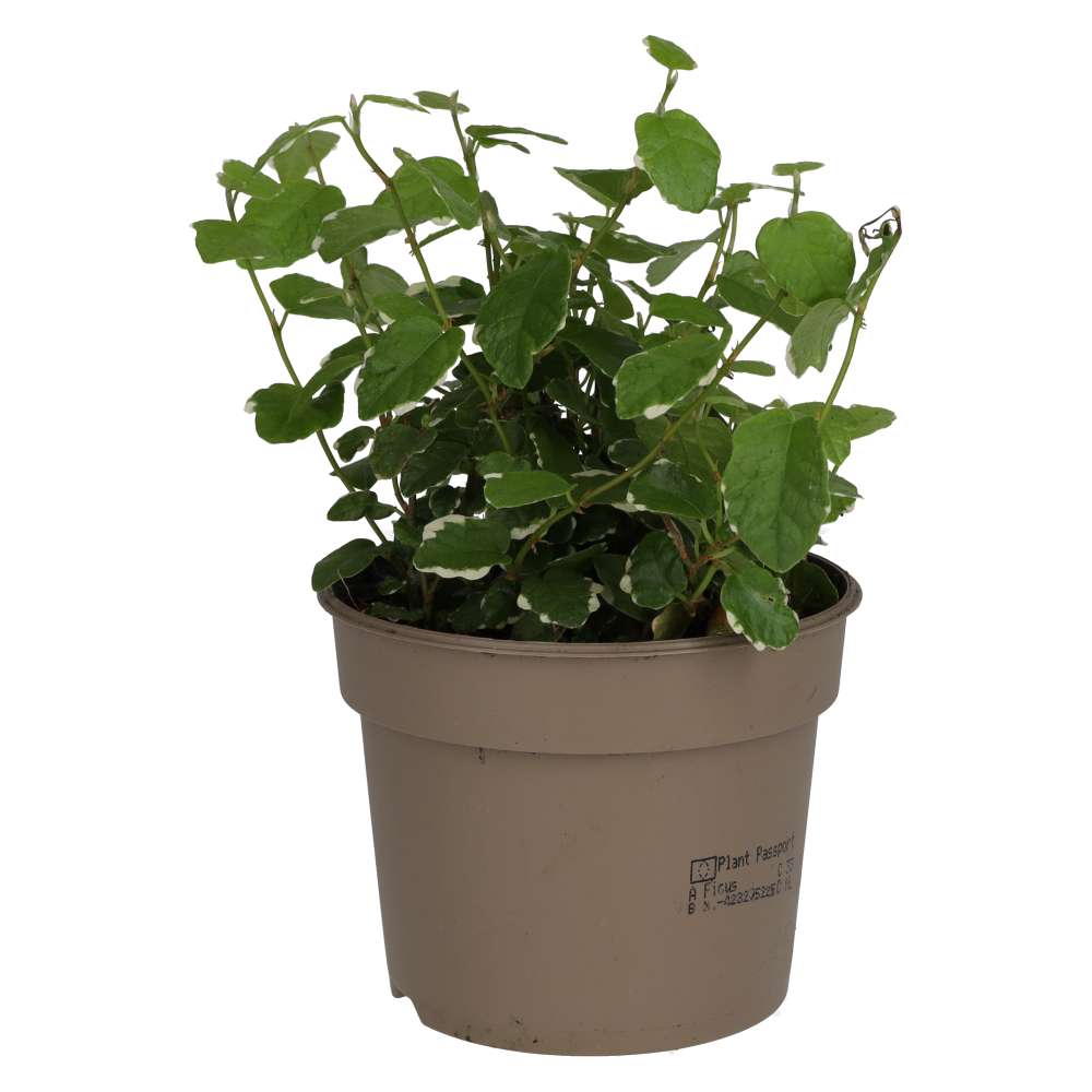 Creeping Fig 'Variegated' (Ficus pumila)