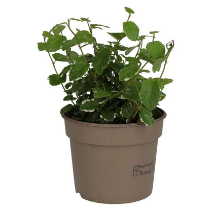 Creeping Fig 'Variegated' (Ficus pumila)