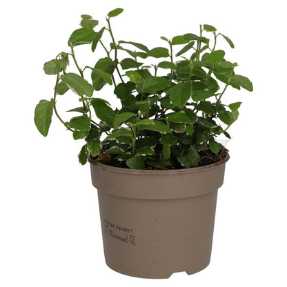 Creeping Fig 'Variegated' (Ficus pumila)
