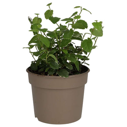 Creeping Fig 'Variegated' (Ficus pumila)