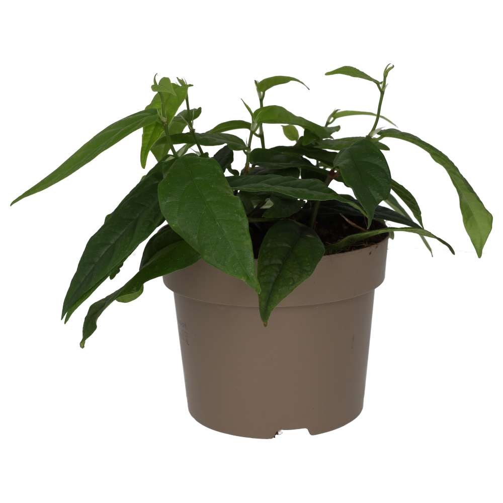 Large Leaf Creeping Fig (Ficus radicans)
