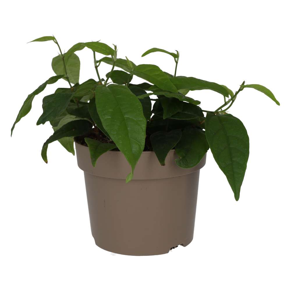 Large Leaf Creeping Fig (Ficus radicans)