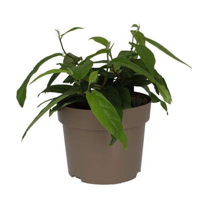 Large Leaf Creeping Fig (Ficus radicans)