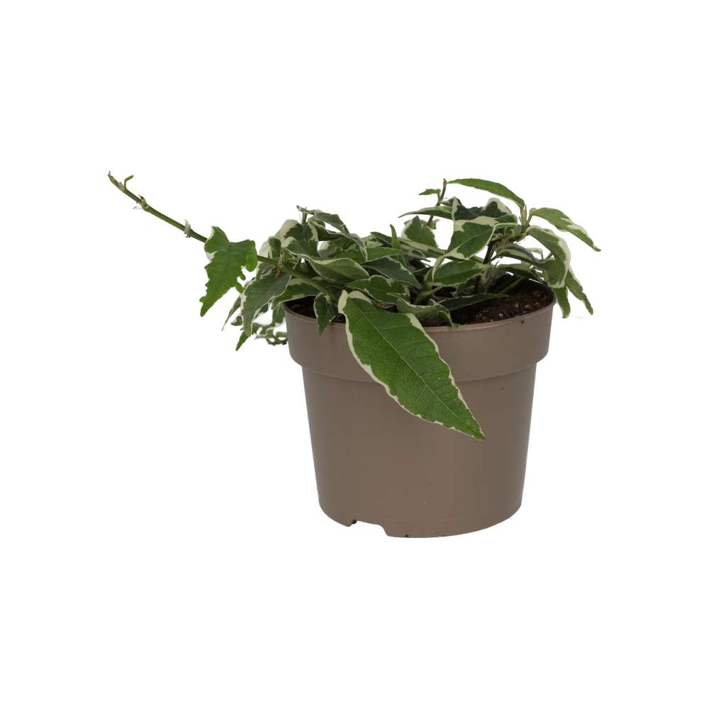 Large Leaf Creeping Fig 'Variegated' (Ficus radicans)