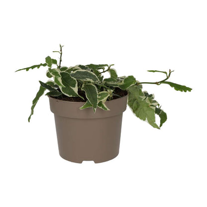 Large Leaf Creeping Fig 'Variegated' (Ficus radicans)