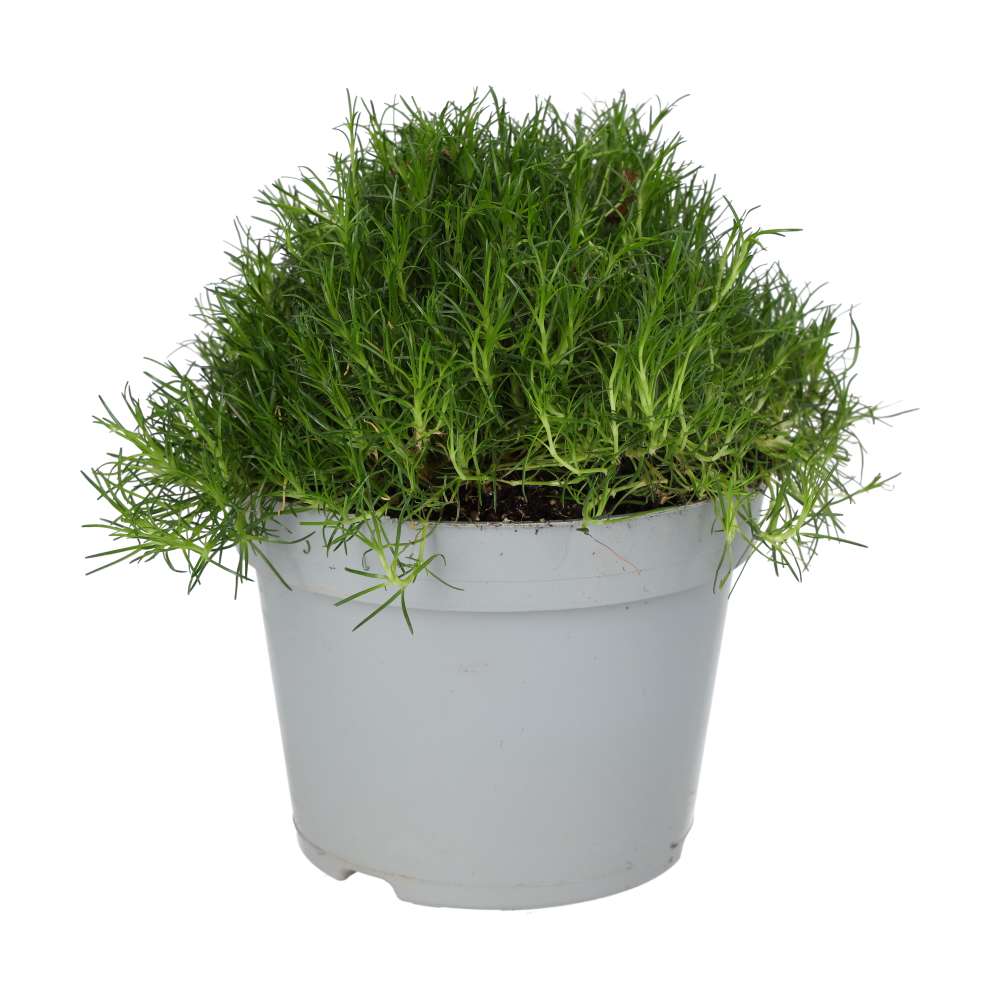 ProRep Live Plant Pearlwort Mix