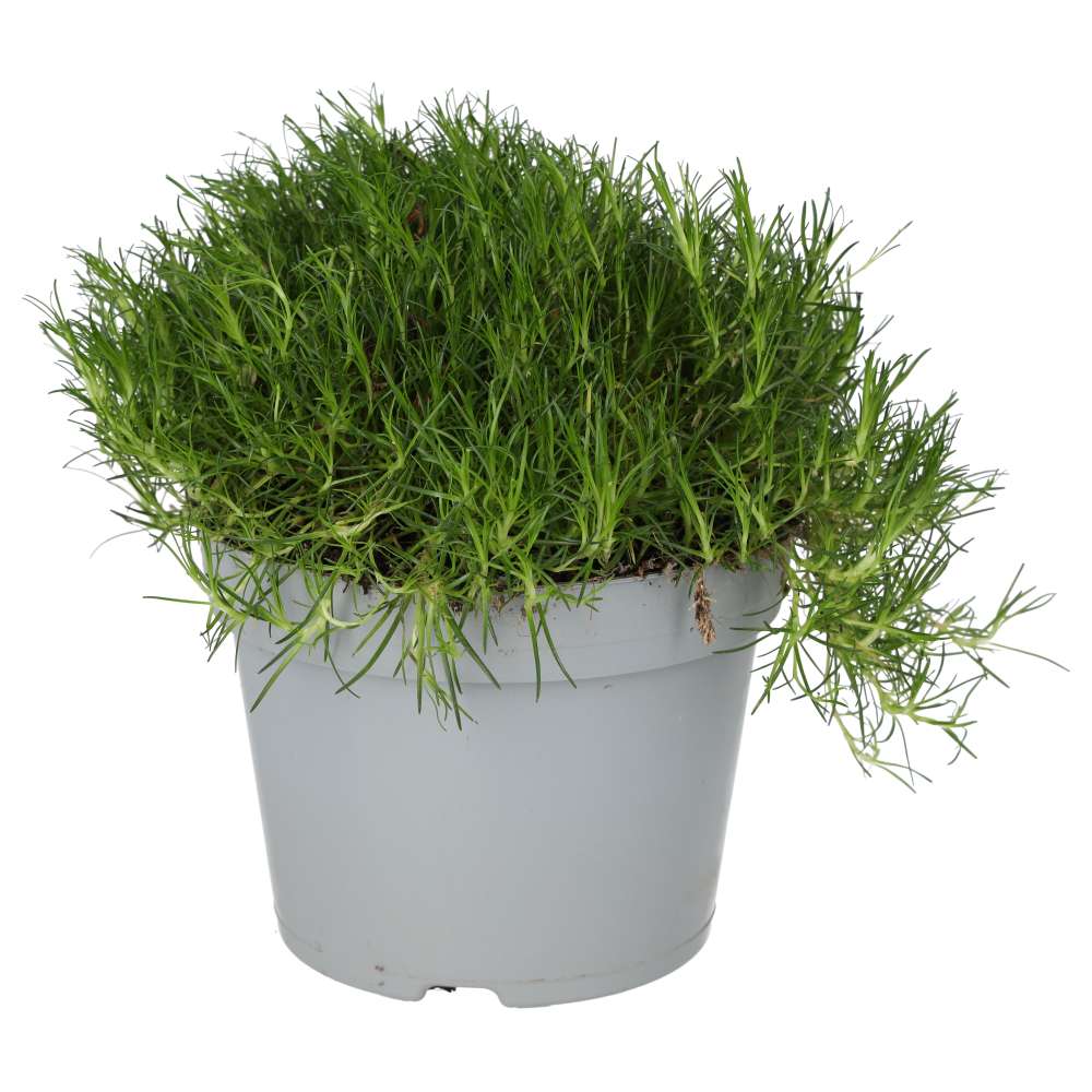 ProRep Live Plant Pearlwort Mix